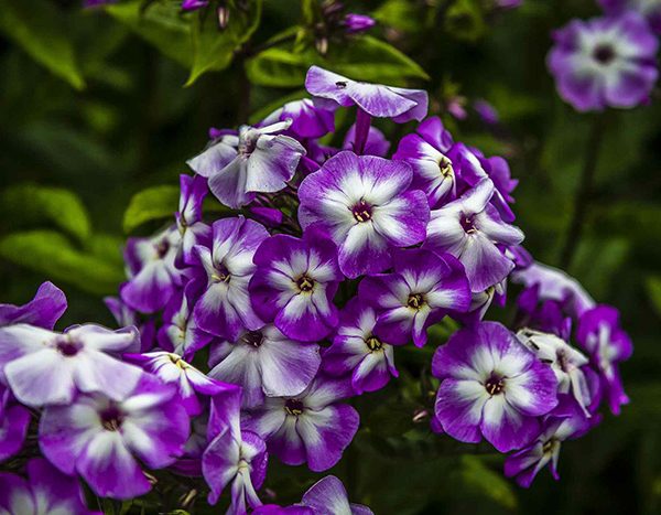 فلوکس – Phlox