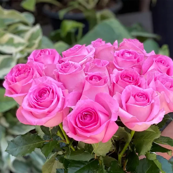 گل رز – Rose