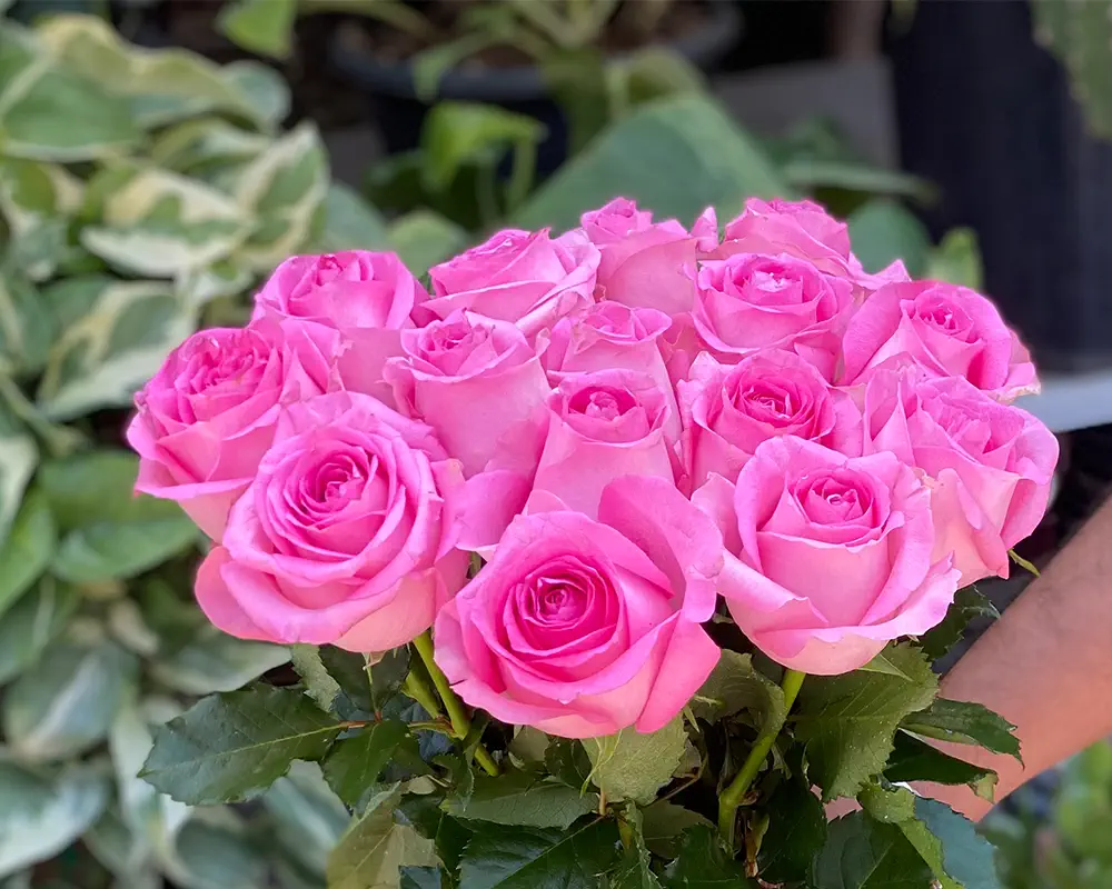 گل رز – Rose. ... گل رز – Rose - Image 1